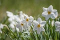 Daffodil flower Pheasant`s Eye a classic white flower with short and small yellow cup