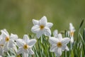 Daffodil flower Pheasant`s Eye a classic white flower with short and small yellow cup