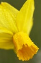 Daffodil flower after rain shower