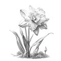 Daffodil flower retro hand drawn engraving style sketch Royalty Free Stock Photo