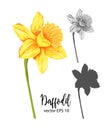 Vector daffodil, narcissus flower set