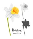 Vector daffodil, narcissus flower set