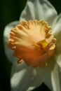 Daffodil Royalty Free Stock Photo
