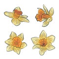 Daffodil flower vector design art