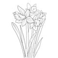 daffodil flower vector, elements summer collection, hand-painted violet flower coloring pages, vector sketch, pencil art.