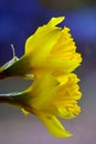 Daffodil Flower Yellow bulb head Macro close up