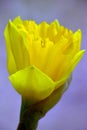 Daffodil Flower Yellow bulb head Macro close up