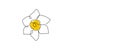 Daffodil flower in yellow color continuous line drawing. Blossoming Narcissus in spring isolated on white background. Garden