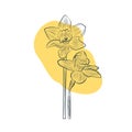 Daffodil flower in yellow color continuous line drawing. Royalty Free Stock Photo