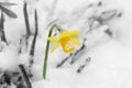 Daffodil flower, yellow narcissus, covered in snow in a garden in march. Royalty Free Stock Photo