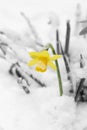 Daffodil flower, yellow narcissus, covered in snow in a garden in march. Royalty Free Stock Photo