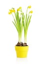 Daffodil flower in yellow pot Royalty Free Stock Photo