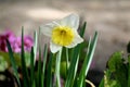 Daffodils in flowerbed