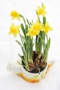 Daffodil flowerpot in snow