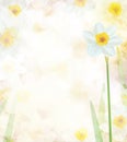 Daffodil flowers. Abstract, floral, bokeh background. Illustration