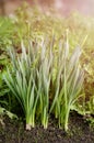 Daffodil flowers background in sunlight