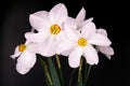 Daffodil flowers on a black background. Close-up. Royalty Free Stock Photo