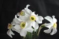 Daffodil flowers on a black background close up Royalty Free Stock Photo