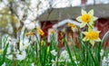 Daffodil flowers blossom in Sweden countryside with traditional red torp swedish house in background