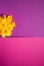 Daffodil flowers bouquet on creative layout pink and purple background, copy space