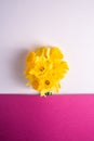 Daffodil flowers bouquet on creative layout white and pink purple background