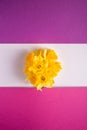 Daffodil flowers bouquet on creative layout white, pink and purple background