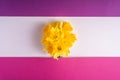 Daffodil flowers bouquet on creative layout white, pink and purple background