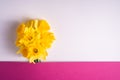 Daffodil flowers bouquet on creative layout white and pink purple background