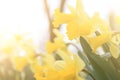 Daffodil flowers in bright sunlight