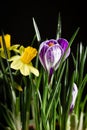 Daffodil flowers with crocus flower on a black background.