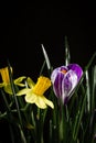 Daffodil flowers with crocus flower on a black background.