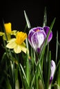 Daffodil flowers with crocus flower on a black background.