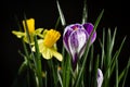 Daffodil flowers with crocus flower on a black background.