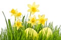 Daffodil Flowers and easter eggs Royalty Free Stock Photo