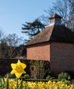 Daffodil flowers in front of the dovecote at Eastcote House, Hillingdon, London UK Royalty Free Stock Photo