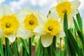 Daffodil flowers in the garden against the blue sky and clouds Royalty Free Stock Photo