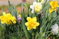 Daffodil Flowers in Garden Royalty Free Stock Photo