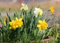 Daffodil Flowers in Garden