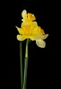 Daffodil flowers isolated on a black background Royalty Free Stock Photo