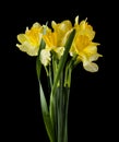 Daffodil flowers isolated on a black background Royalty Free Stock Photo