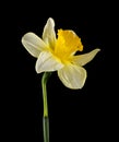 Daffodil flowers isolated on a black background Royalty Free Stock Photo