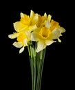 Daffodil flowers isolated on a black background Royalty Free Stock Photo