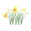 Daffodil flowers isolated composition. Landscaping plant, spring yellow narcissus. Hand drawn watercolor botanical