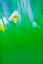 Daffodils, spring flowers in the garden Royalty Free Stock Photo