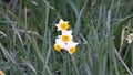 Daffodil flowers