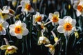 Narcissus lan. Spring background with daffodil flowers. Close-up with flowers. Spring daffodils. Garden Concept. Royalty Free Stock Photo