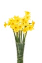 Daffodil flowers in a vase Royalty Free Stock Photo