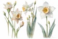 Daffodil flowers watercolor illustration. Narcissus flower in bloom.