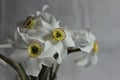 Daffodil flowers on white background close up Royalty Free Stock Photo