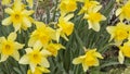 Daffodil flowers Yellow small Daffodils blooming at garden in spring. Royalty Free Stock Photo